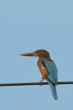 Kingfisher Stock Photos