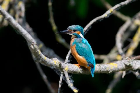 Kingfisher 库存照片