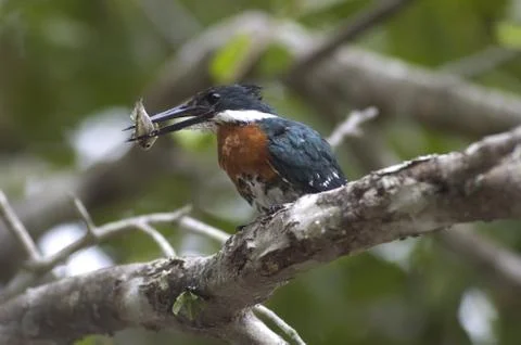 Kingfisher Stock Photos