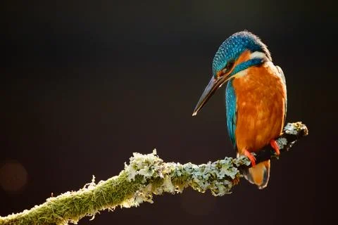 Kingfisher Stock Photos