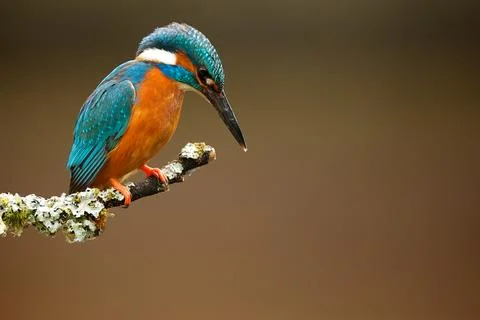Kingfisher Stock Photos
