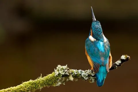Kingfisher Stock Photos