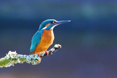 Kingfisher Stock Photos