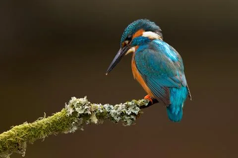 Kingfisher Stock Photos