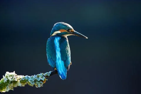 Kingfisher Stock Photos