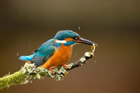 Kingfisher Stock Photos