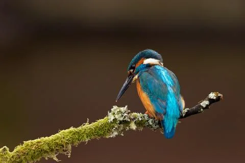 Kingfisher Stock Photos