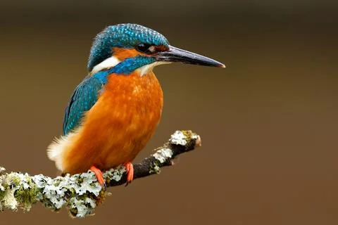 Kingfisher Stock Photos
