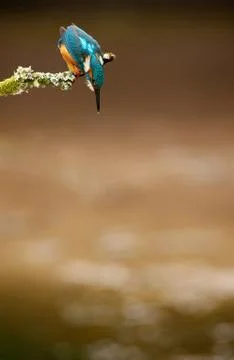 Kingfisher Stock Photos