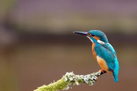 Kingfisher Stock Photos