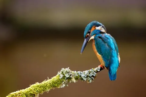 Kingfisher Stock Photos