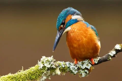 Kingfisher Stock Photos