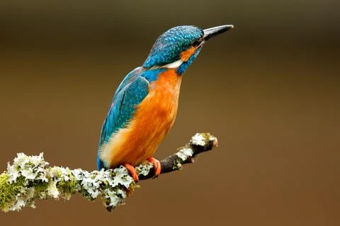 Kingfisher Stock Photos