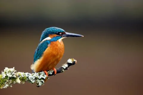 Kingfisher Stock Photos