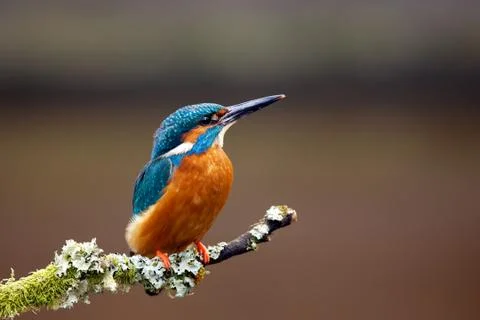 Kingfisher Stock Photos