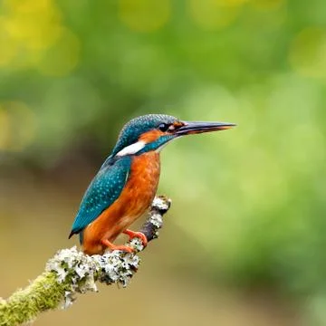 Kingfisher Stock Photos