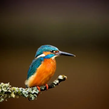 Kingfisher Stock Photos