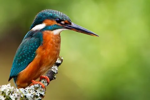 Kingfisher Stock Photos