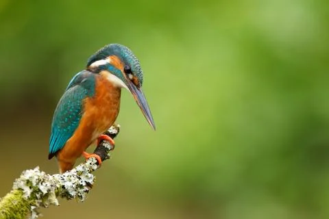 Kingfisher Stock Photos