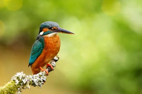 Kingfisher Stock Photos