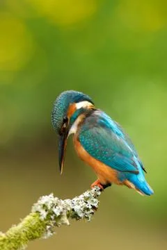 Kingfisher Stock Photos