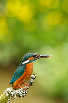 Kingfisher Stock Photos