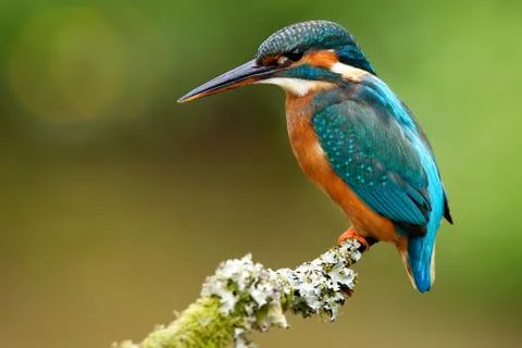 Kingfisher Stock Photos