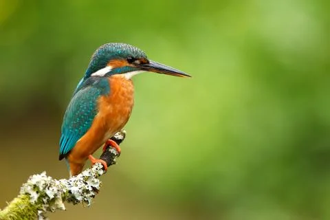 Kingfisher Stock Photos
