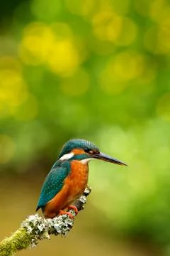 Kingfisher Stock Photos
