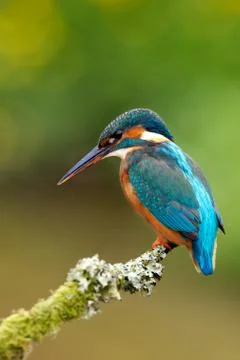 Kingfisher Stock Photos