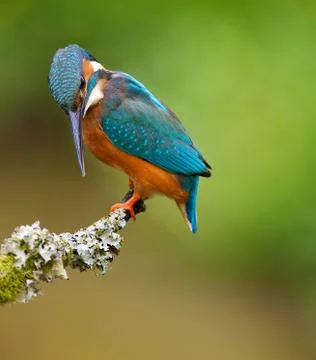 Kingfisher Stock Photos