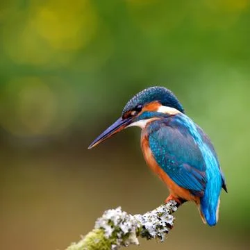 Kingfisher Stock Photos