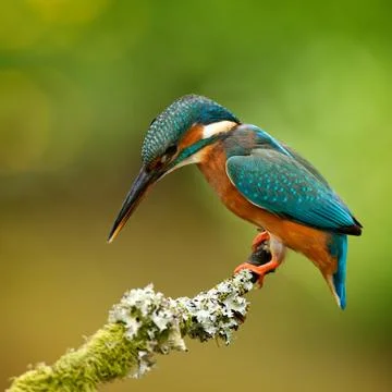 Kingfisher Stock Photos