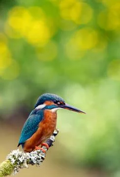 Kingfisher Stock Photos