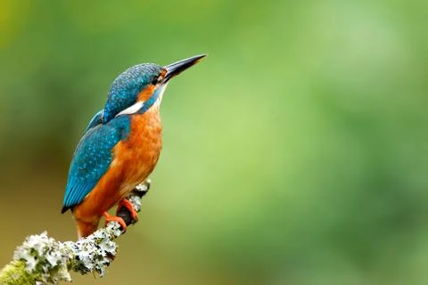 Kingfisher Stock Photos