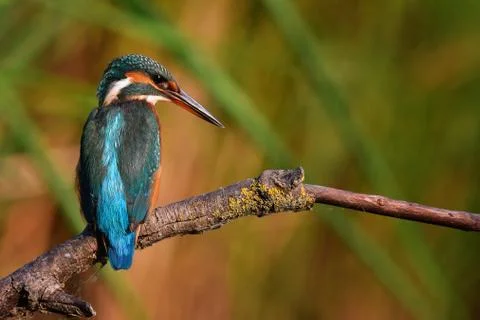 Kingfisher Stock Photos