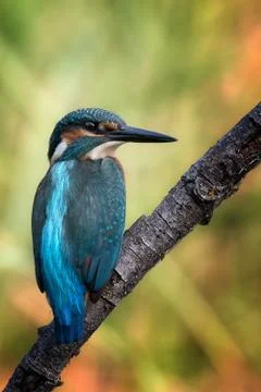 Kingfisher Stock Photos