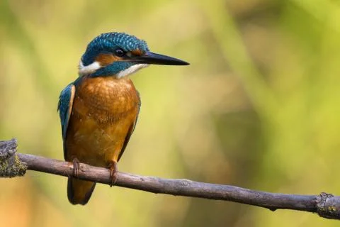 Kingfisher Stock Photos