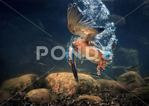 KINGFISHER Stock Photos
