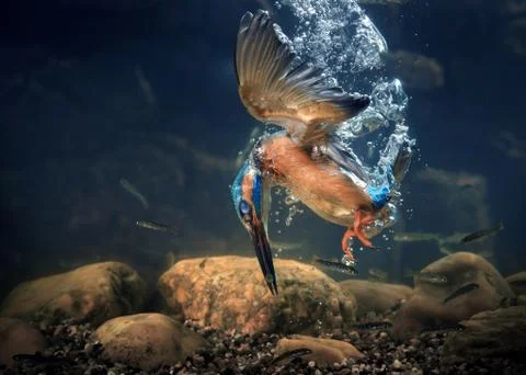 KINGFISHER Stock Photos