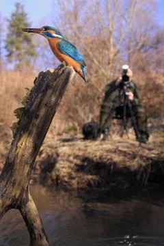 KINGFISHER Stock Photos