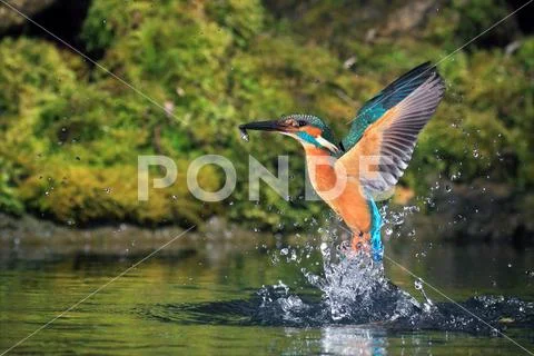 KINGFISHER Stock Photos
