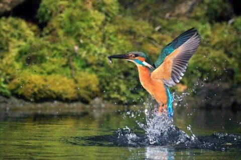 KINGFISHER Stock Photos