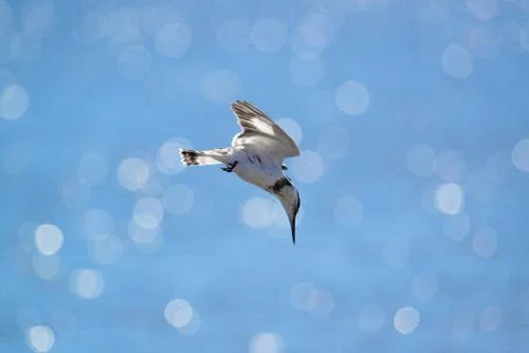 Kingfisher Stock Photos