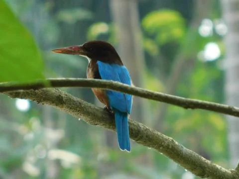 Kingfisher Stock Photos