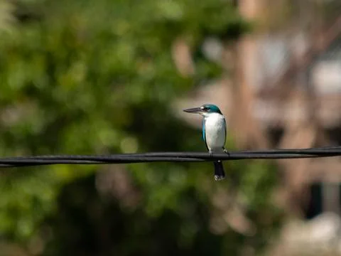 Kingfisher Stock Photos