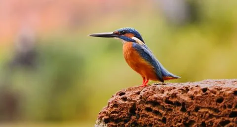 Kingfisher Stock Photos