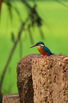 Kingfisher Stock Photos