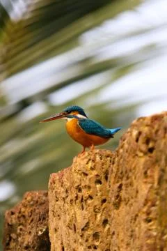Kingfisher Stock Photos