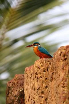 Kingfisher Stock Photos